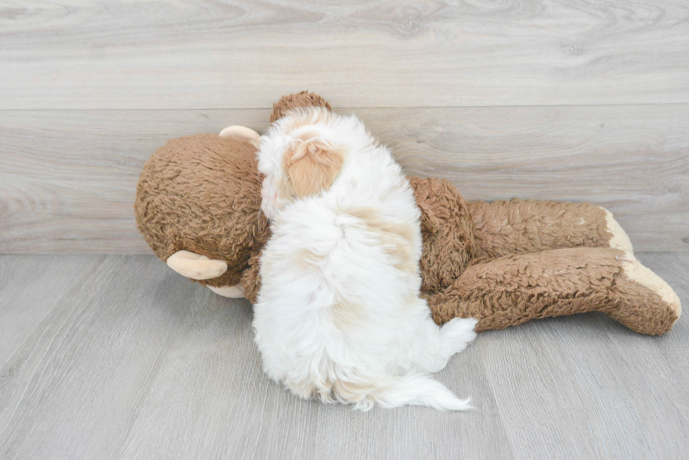 Small Shih Poo Baby