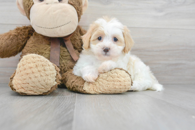 Shih Poo Puppy for Adoption