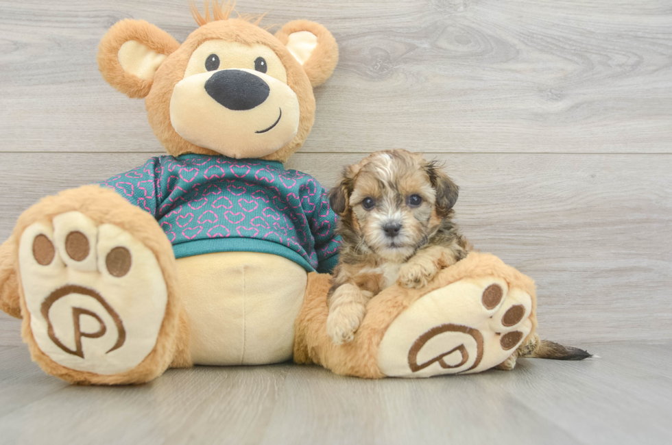 5 week old Shih Poo Puppy For Sale - Premier Pups