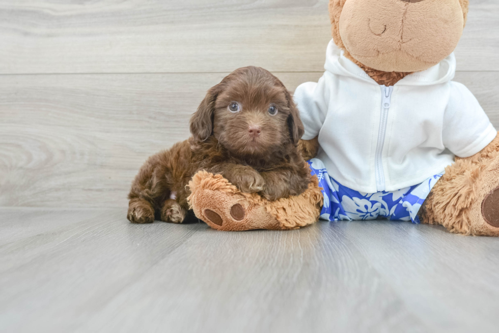 Shih Poo Puppy for Adoption