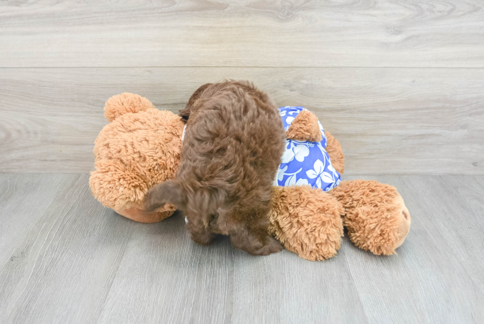 Energetic Shih Poo Poodle Mix Puppy