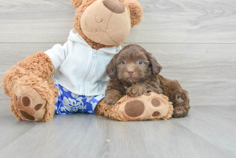 Adorable Shihpoo Poodle Mix Puppy