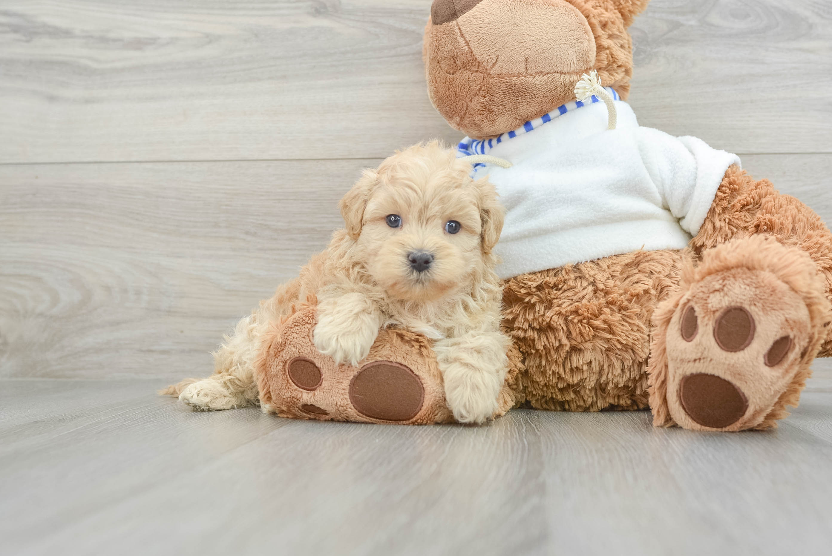 Hypoallergenic Shih Poo Poodle Mix Puppy