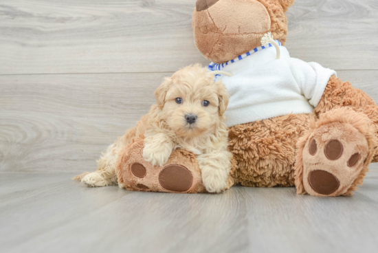 Hypoallergenic Shih Poo Poodle Mix Puppy