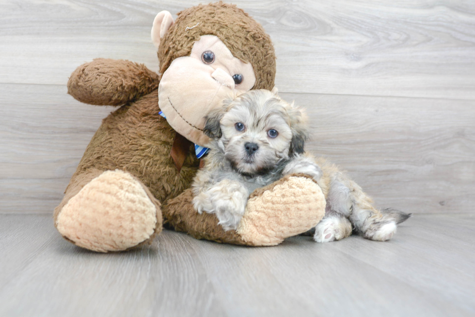 Best Shih Poo Baby