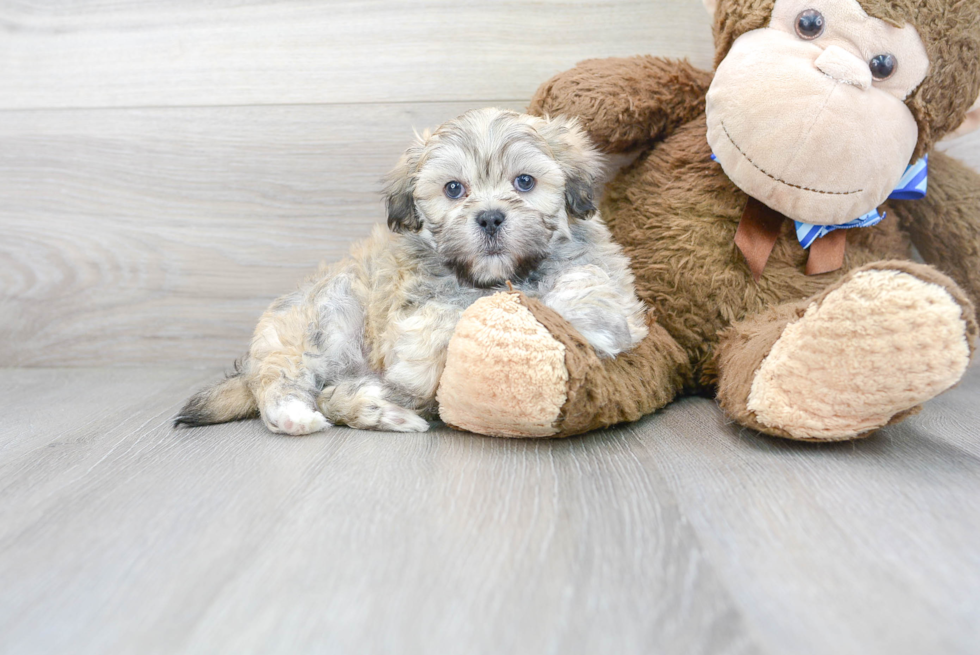 Shih Poo Puppy for Adoption