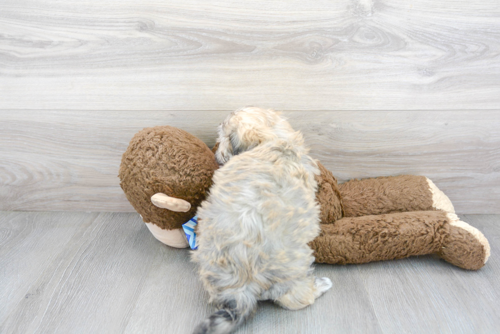 Shih Poo Puppy for Adoption