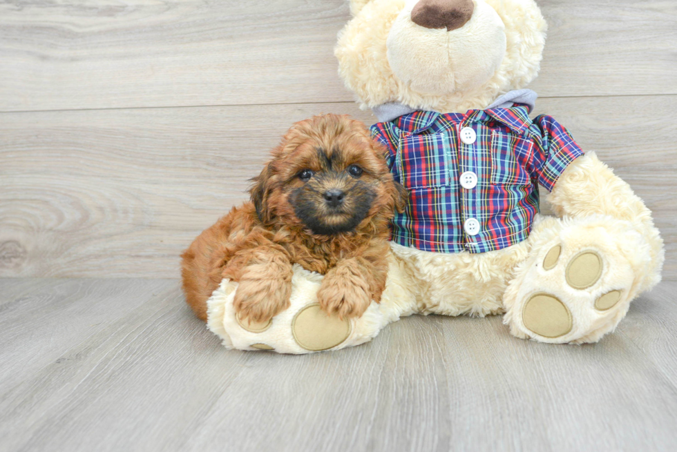 Shih Poo Pup Being Cute