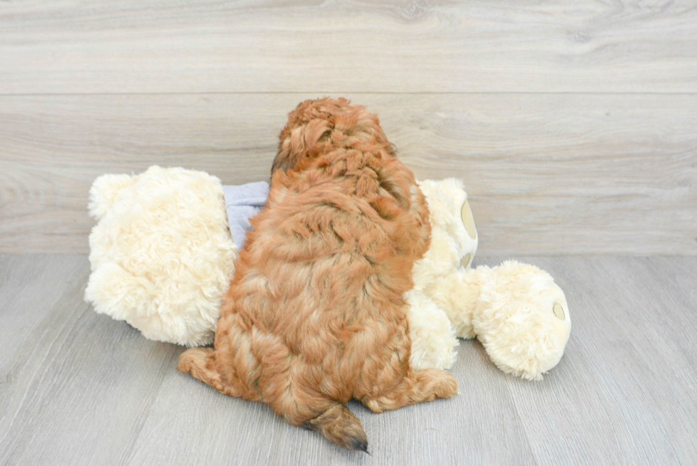 Shih Poo Pup Being Cute