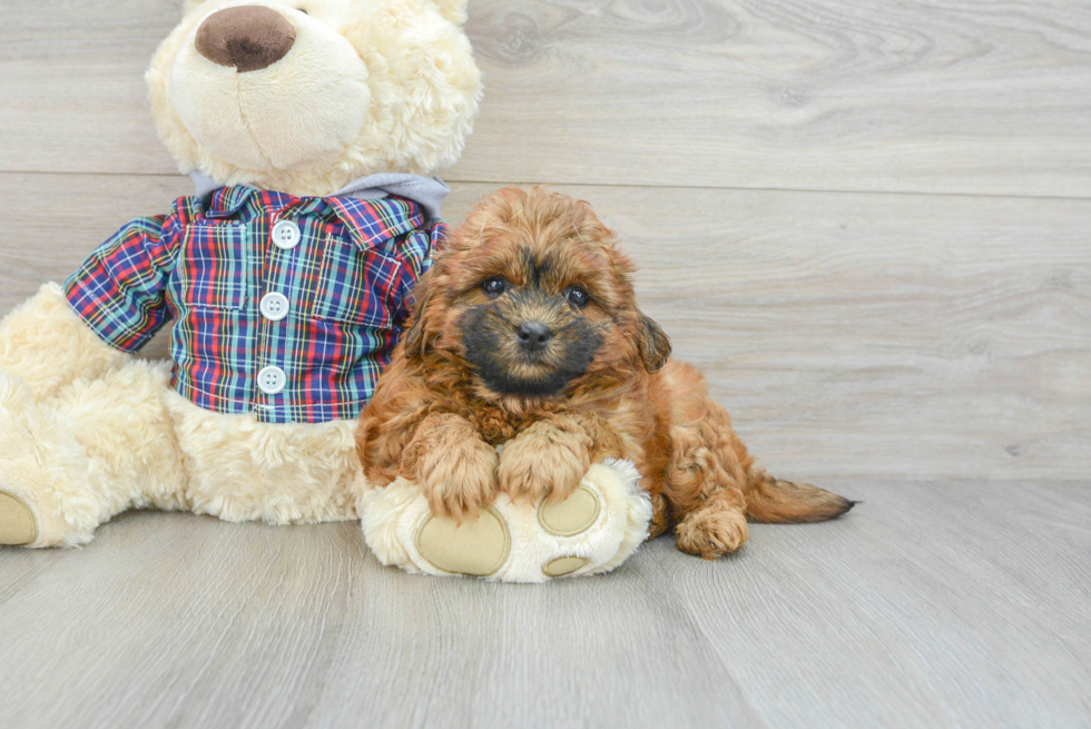 Hypoallergenic Shih Poo Poodle Mix Puppy