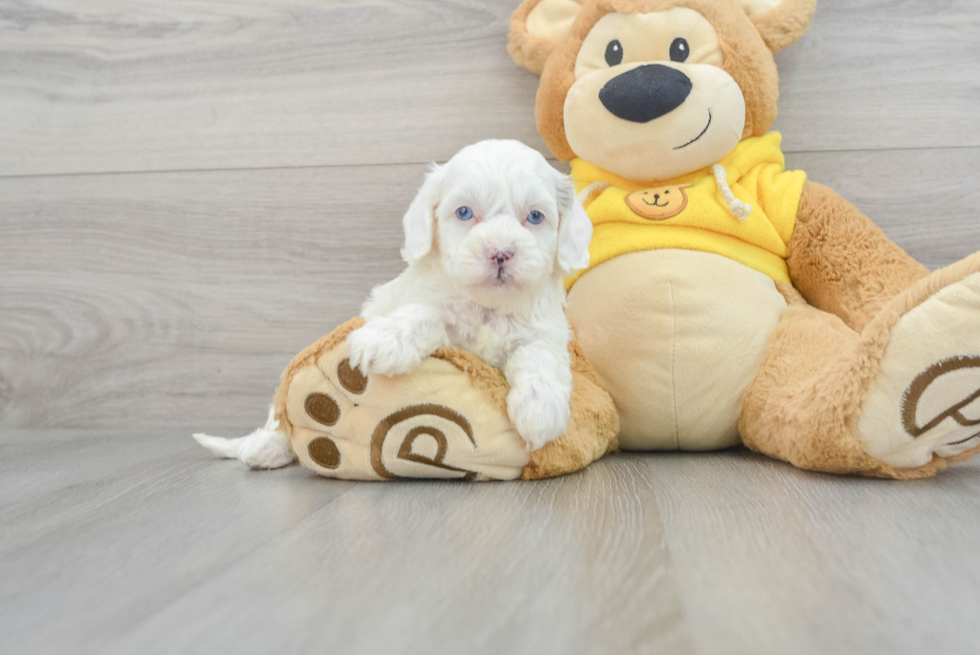 Shih Poo Pup Being Cute