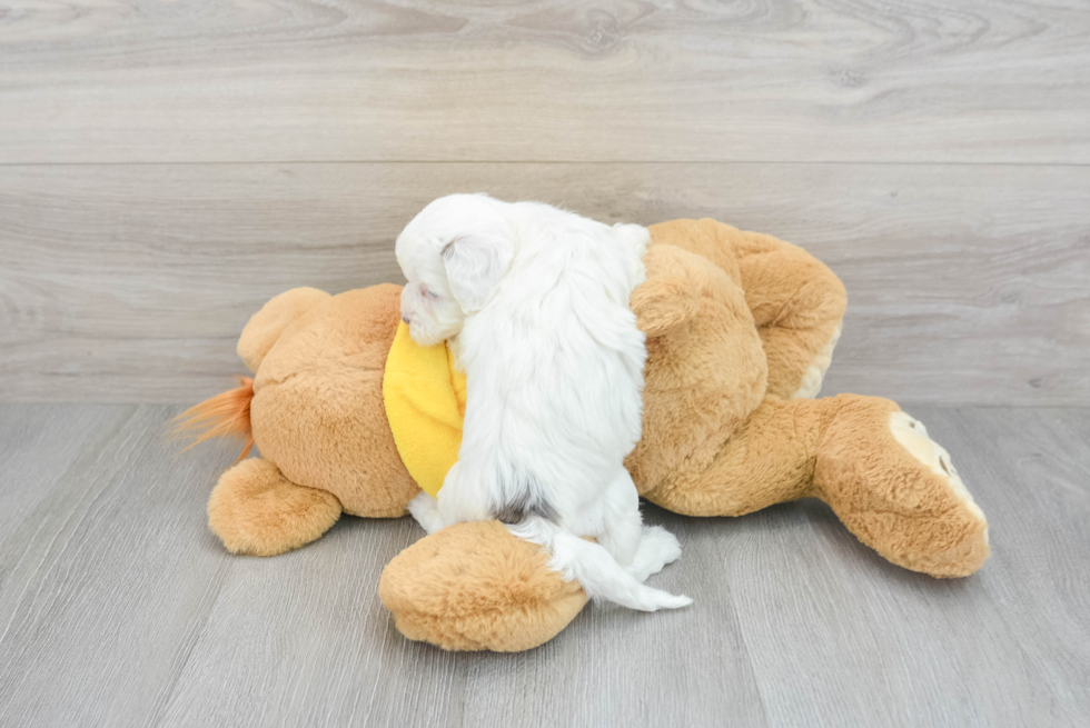 Shih Poo Pup Being Cute