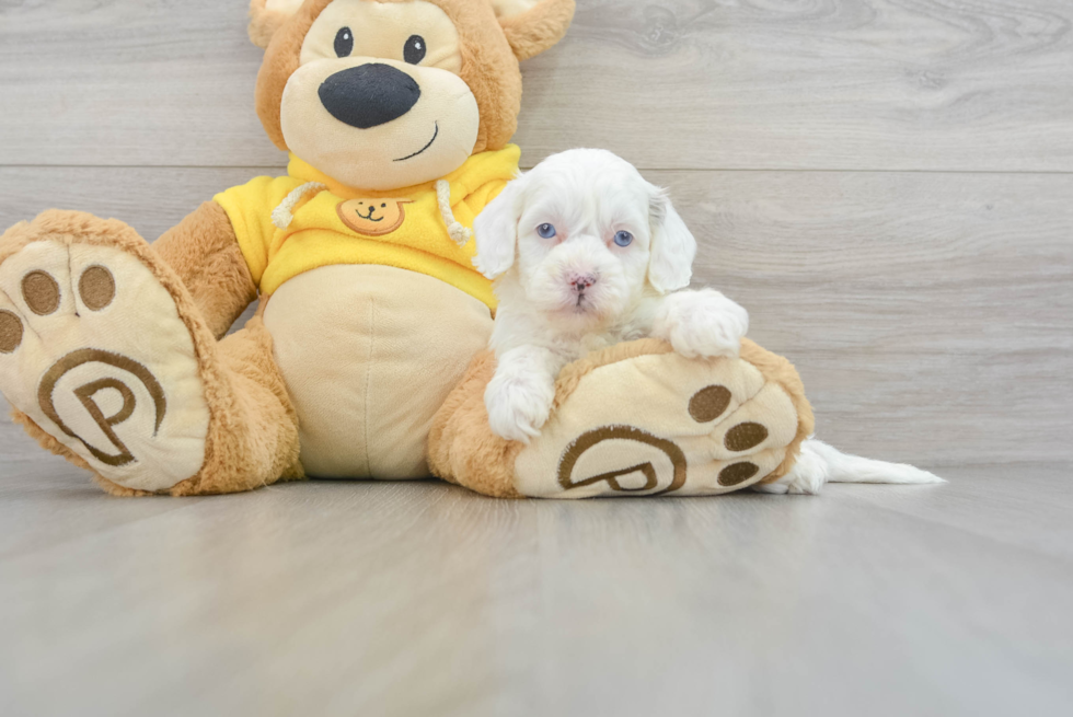 Funny Shih Poo Poodle Mix Pup