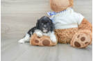 Popular Shih Poo Poodle Mix Pup