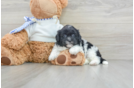 Shih Poo Pup Being Cute