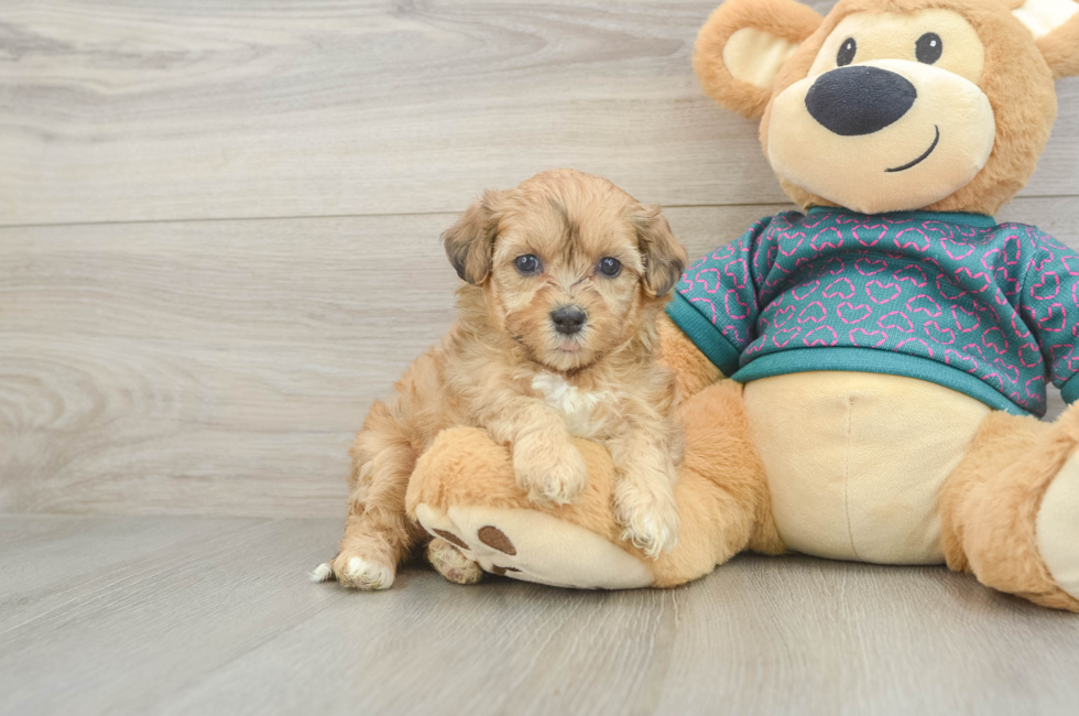 5 week old Shih Poo Puppy For Sale - Premier Pups