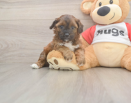 7 week old Shih Poo Puppy For Sale - Premier Pups