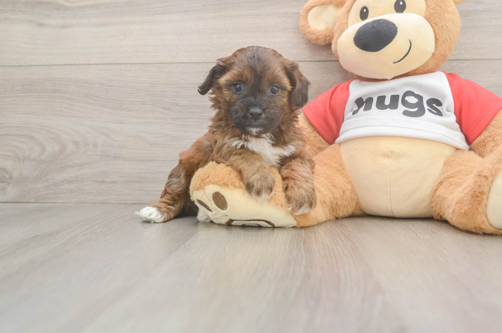 5 week old Shih Poo Puppy For Sale - Premier Pups