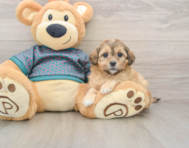 8 week old Shih Poo Puppy For Sale - Premier Pups