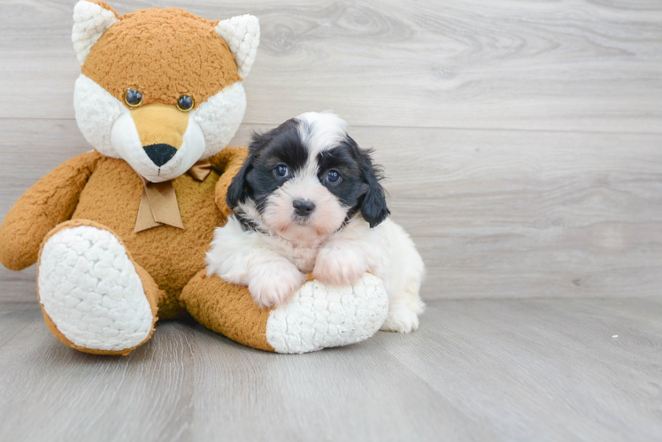 Adorable Shihpoo Poodle Mix Puppy