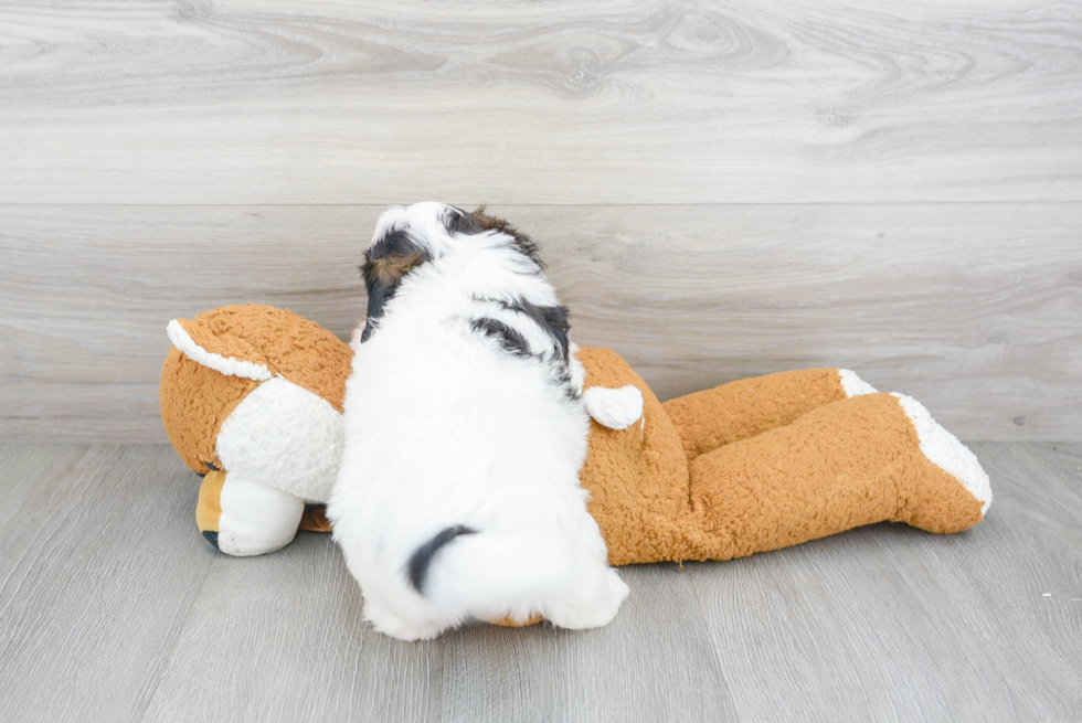 Playful Shihpoo Poodle Mix Puppy