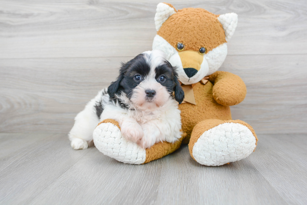 Funny Shih Poo Poodle Mix Pup