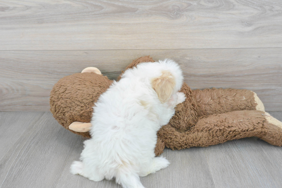 Popular Shih Poo Poodle Mix Pup
