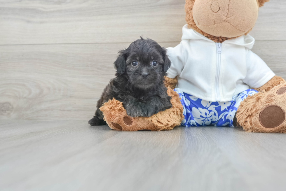 Best Shih Poo Baby