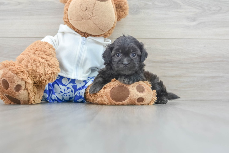 Hypoallergenic Shihpoo Poodle Mix Puppy