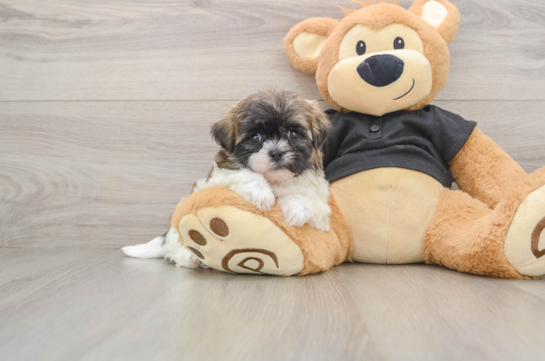 Funny Shih Poo Poodle Mix Pup