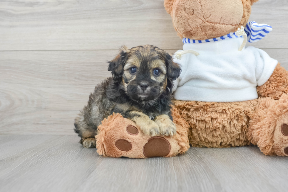 Shih Poo Pup Being Cute