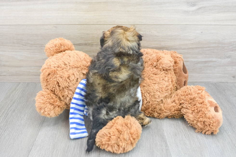 Popular Shih Poo Poodle Mix Pup