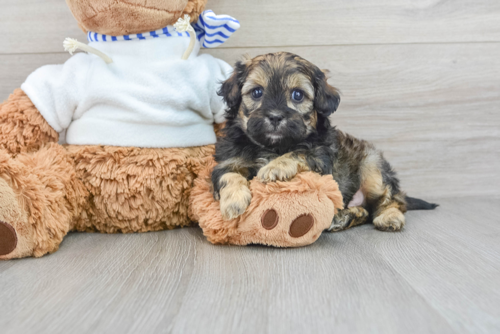 Friendly Shih Poo Baby