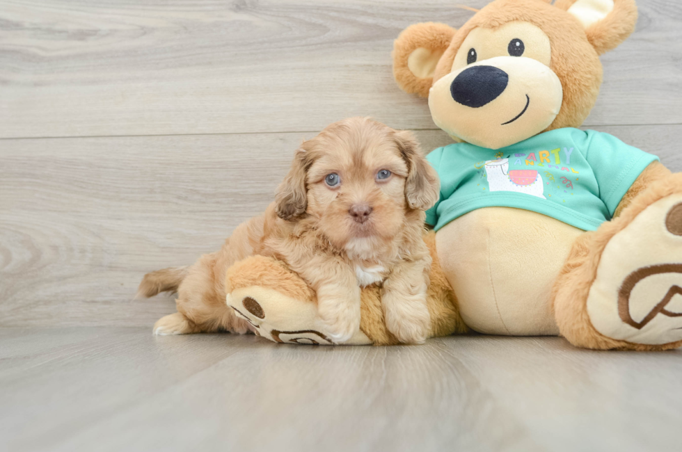 5 week old Shih Poo Puppy For Sale - Premier Pups