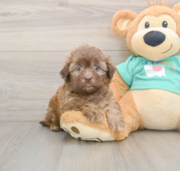 8 week old Shih Poo Puppy For Sale - Premier Pups