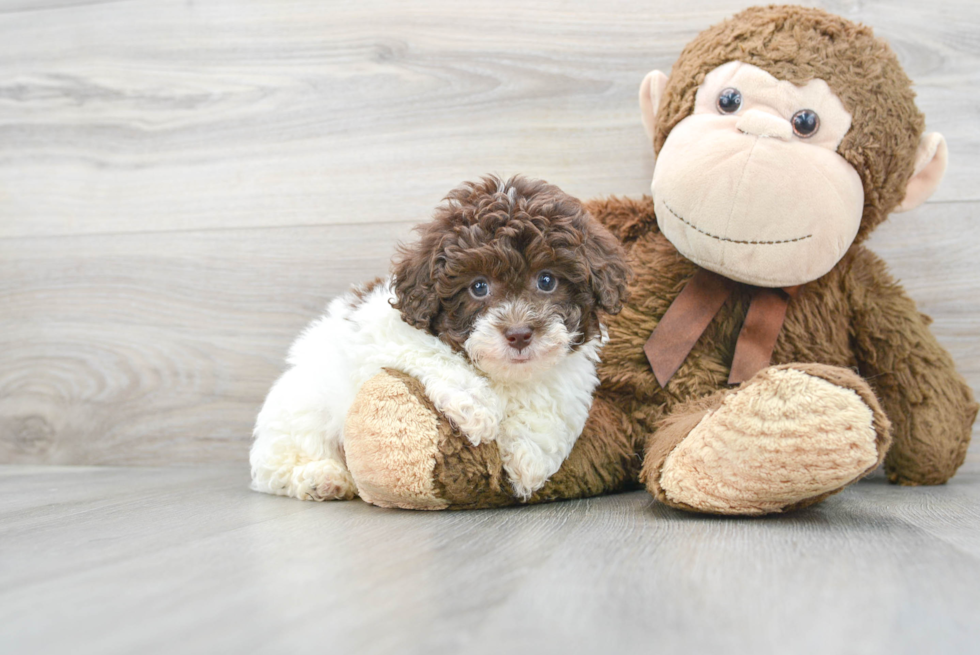 Fluffy Shih Poo Poodle Mix Pup