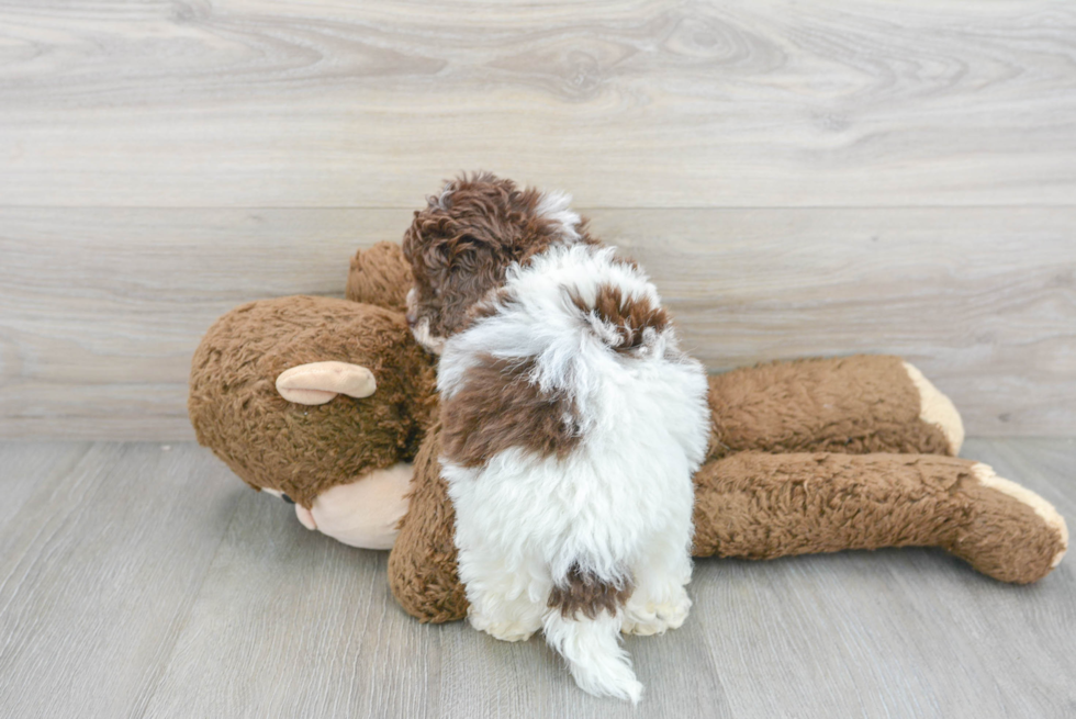 Happy Shih Poo Baby