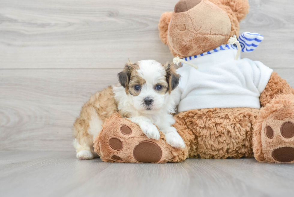 Cute Shih Poo Baby