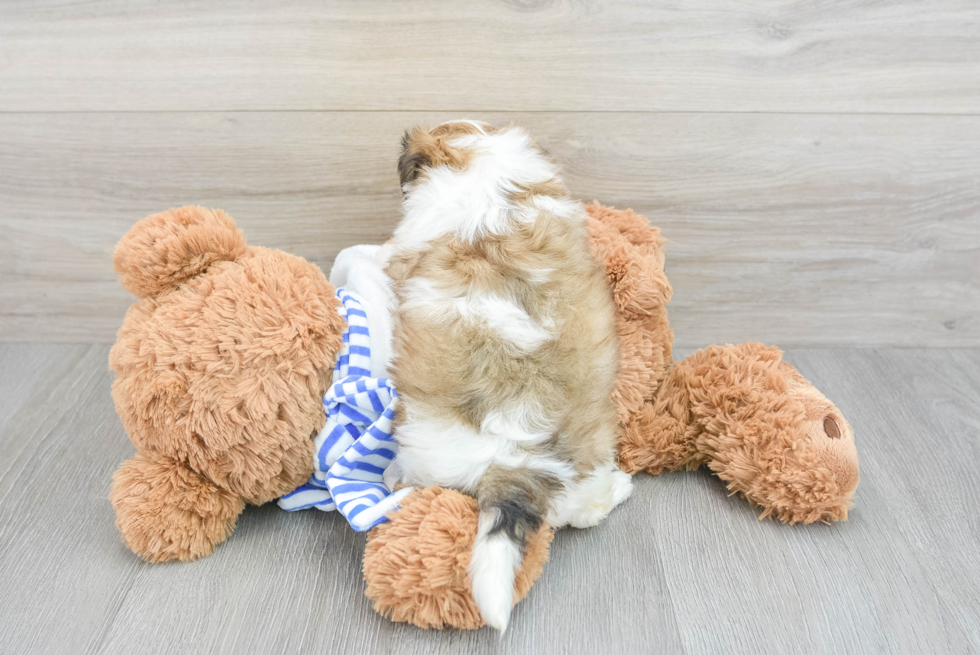 Shih Poo Puppy for Adoption