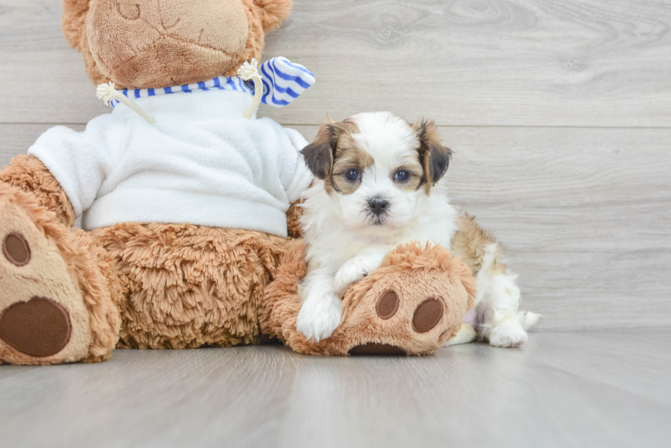 Small Shih Poo Baby