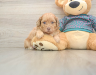 5 week old Shih Poo Puppy For Sale - Premier Pups