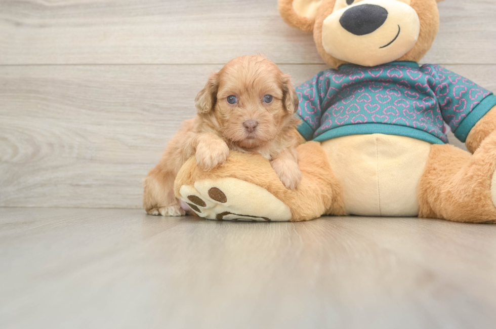 5 week old Shih Poo Puppy For Sale - Premier Pups