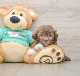 9 week old Shih Poo Puppy For Sale - Premier Pups
