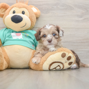 Funny Shih Poo Poodle Mix Pup