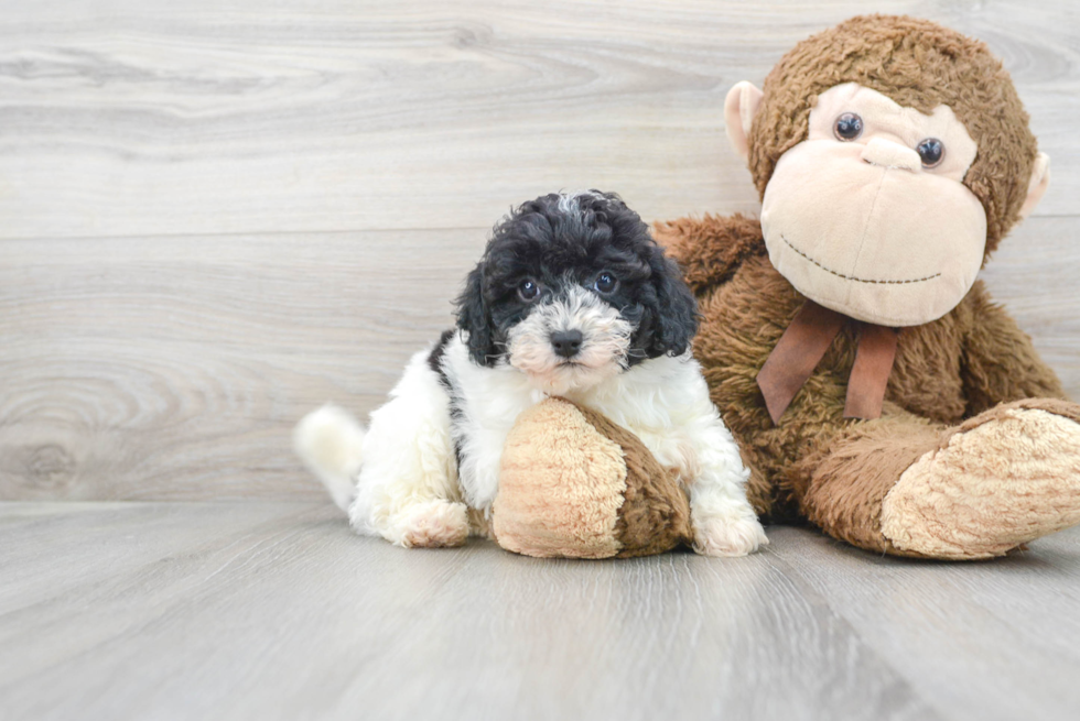 Friendly Shih Poo Baby