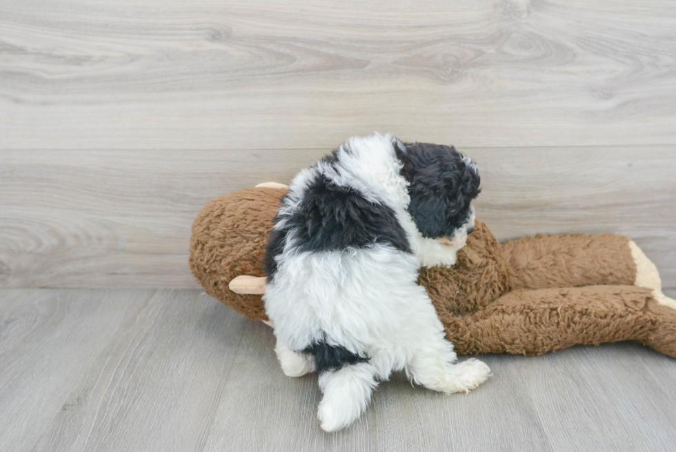 Shih Poo Puppy for Adoption