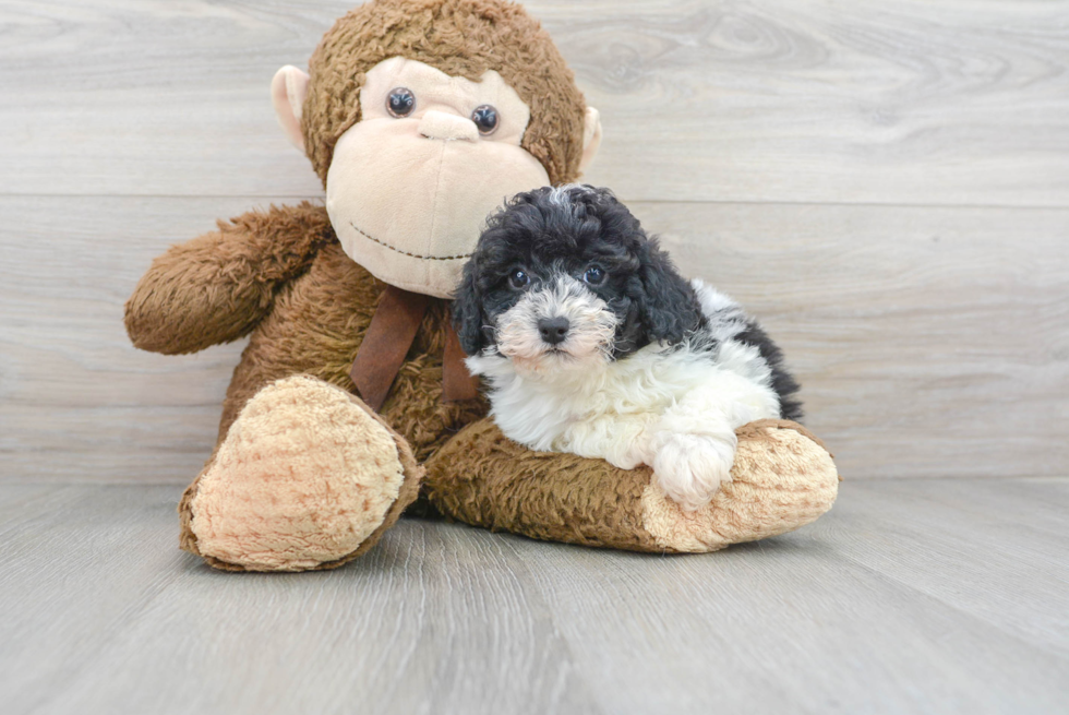 Best Shih Poo Baby