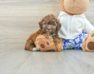 6 week old Shih Poo Puppy For Sale - Premier Pups