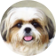 Shih Tzu Puppy For Sale - Premier Pups Shih Tzu Puppy For Sale - Premier Pups