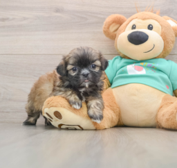 5 week old Shih Tzu Puppy For Sale - Premier Pups